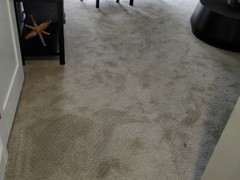 Carpet