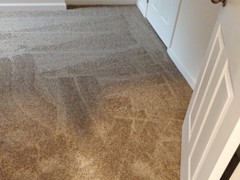 Carpet